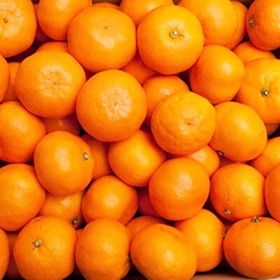 ＜先行受付＞厳選　越冬完熟みかん3.5kg+105g(傷み補償分)【ハウスみかん】【光センサー選果】
