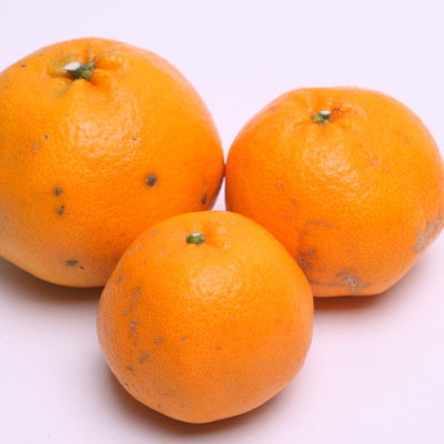 <2月より発送>家庭用はるみ4.5kg+135g(傷み補償分)【訳あり】【デコポンの姉妹品種】