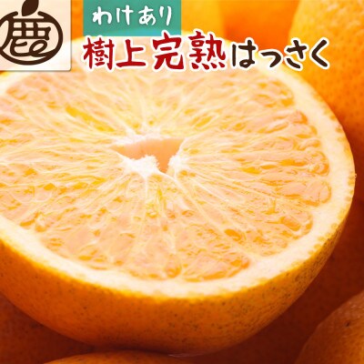 家庭用 樹上完熟はっさく10kg+250g(傷み補償分)【有田の春みかん・五月八朔】【訳あり】