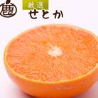 厳選 せとか1kg+250g(傷み補償分)【柑橘・春みかんの王様】【光センサー選果・食べ頃出荷】