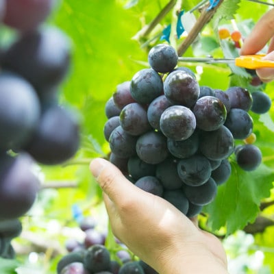 巨峰 約1kg【朝採り】【葡萄】【種なし】