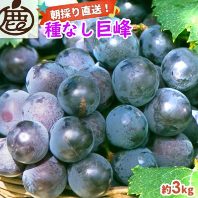 巨峰 約3kg【朝採り】【葡萄】【種なし】