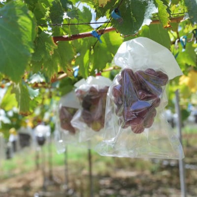 巨峰 約3kg【朝採り】【葡萄】【種なし】