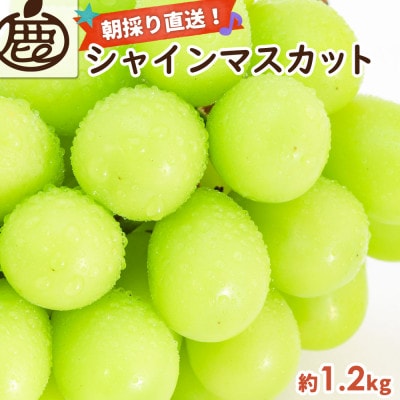 シャインマスカット 約1.2kg【朝採り】【そのまま食べられる】