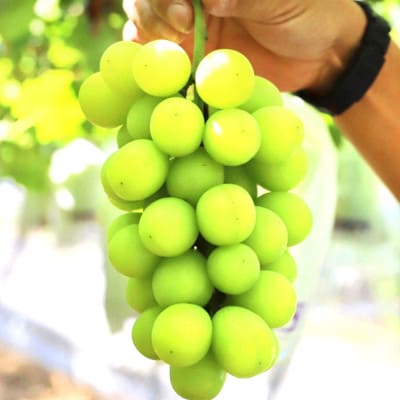 シャインマスカット 約1.2kg【朝採り】【そのまま食べられる】