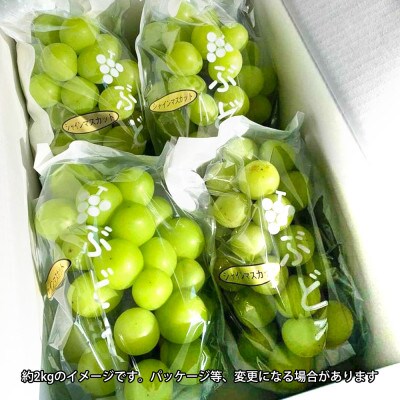 シャインマスカット 約1.2kg【朝採り】【そのまま食べられる】