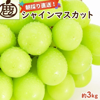 シャインマスカット 約3kg【朝採り】【そのまま食べられる】