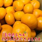 【高糖系みかん】越冬本貯蔵丹生系みかん 約3kg(S・M・Lサイズ混合)