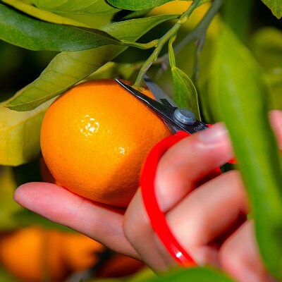 farm 和の有田みかん　3S～2Sサイズ　約5kg