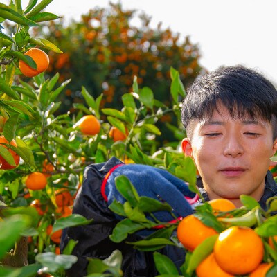 farm 和の有田みかん　S～Lサイズ　約10kg【ご家庭用】