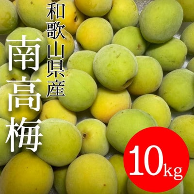 和歌山県産　南高梅  10kg【青梅】
