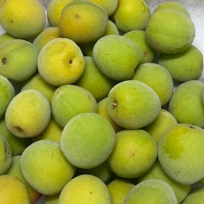 和歌山県産　南高梅  5kg【青梅】