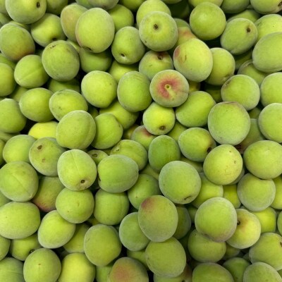 和歌山県産　南高梅  5kg【青梅】
