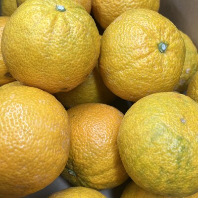 じゃばら 5kg (28～44玉)