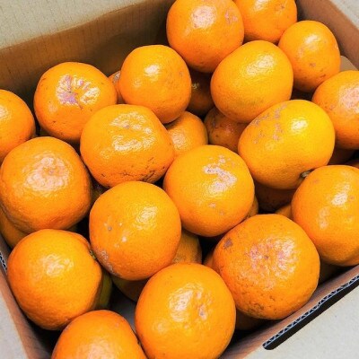 【家庭用】有田みかん　5kg(約46個～51個)　あまり市場に出回らない!?