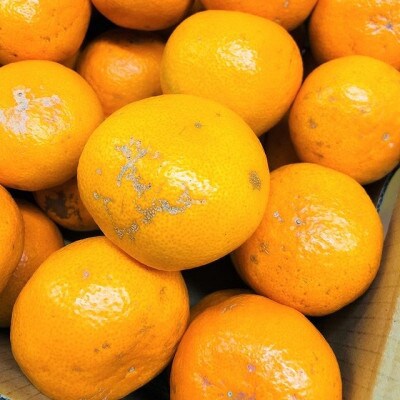 【家庭用】有田みかん　5kg(約46個～51個)　あまり市場に出回らない!?