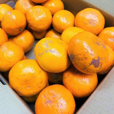 【家庭用】有田みかん　5kg(約46個～51個)　あまり市場に出回らない!?