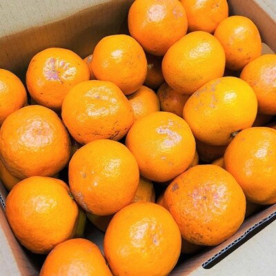 【家庭用】有田みかん　3kg(約27個～30個)　あまり市場に出回らない!