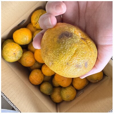 訳あり じゃばら 2kg (11～18玉)