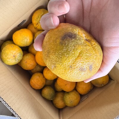 訳あり じゃばら 10kg (56～88玉)