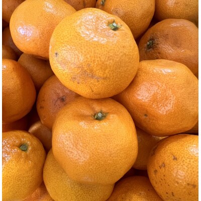 【家庭用】大粒有田みかん　5kg(約35個～40個)　市場にあまり出回らない!