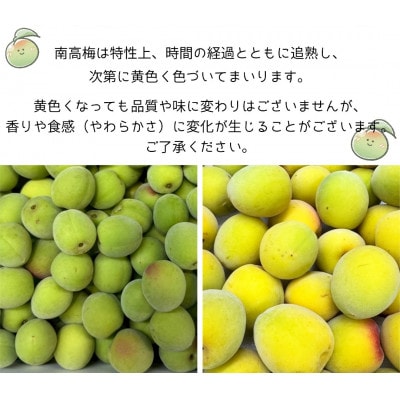 和歌山県　南高梅 　3kg【黄色～完熟梅】