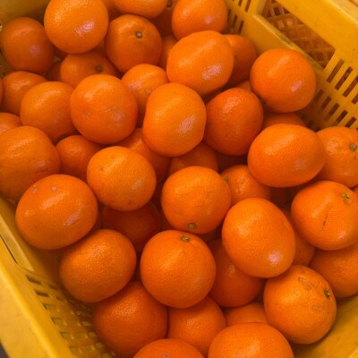 【大粒有田みかん】10kg(約70個～76個)　市場にあまり出回らない!