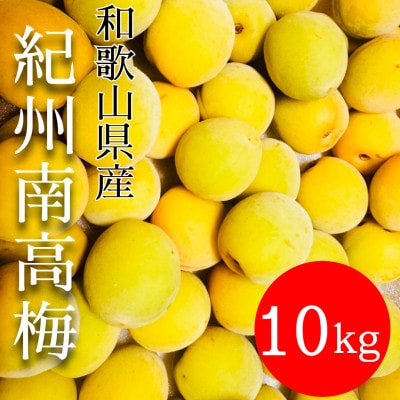 和歌山県　南高梅 　10kg【黄色～完熟梅】