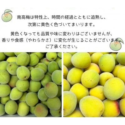 和歌山県　南高梅 　10kg【黄色～完熟梅】