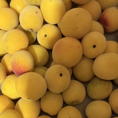 和歌山県　南高梅 　10kg【黄色～完熟梅】