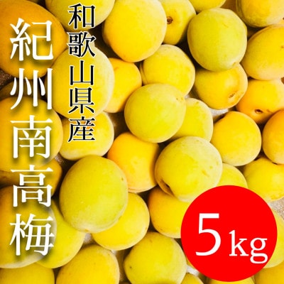 和歌山県　南高梅 　5kg　【黄色～完熟梅】