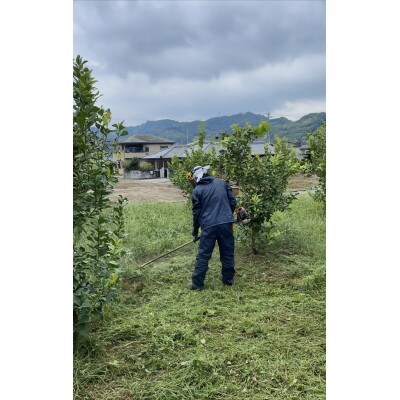 有田みかん　栽培期間中除草剤、防腐剤を使わない安心安全に食べられるみかんです。