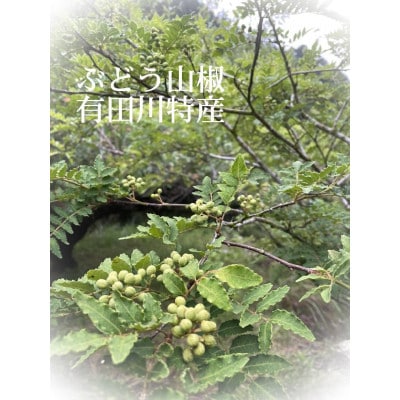 Mirai農園が作る、栽培期間中農薬を使わないぶどう山椒 500g
