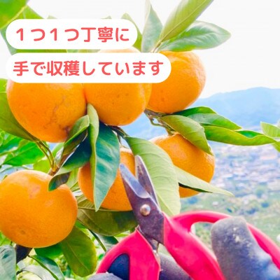 【農家直送】濃厚な甘さの有田みかん3kg/【小玉サイズ】