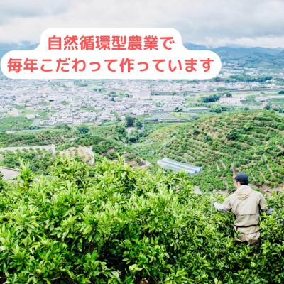 【農家直送】濃厚な甘さの有田みかん3kg/【小玉サイズ】