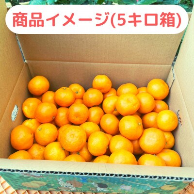 【農家直送】濃厚な甘さの有田みかん5kg/【小玉サイズ】