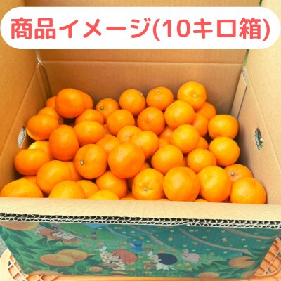 【農家直送】濃厚な甘さの有田みかん10kg/【小玉サイズ】