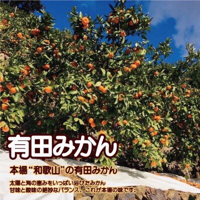 【訳あり】有田みかん 8kg+2kg保証分 　サイズ混合 11月より順次発送 　訳ありみかん