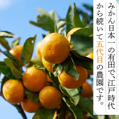 和歌山県有田みかん 　じぃじのみかん10kg