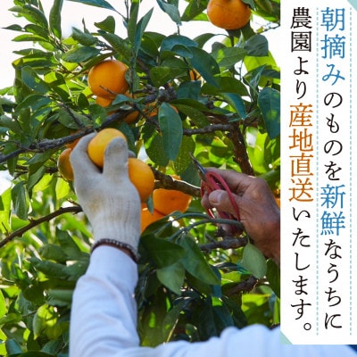 和歌山県有田みかん 　じぃじのみかん10kg