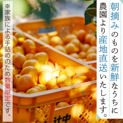和歌山県有田みかん　じぃじのみかん5kg