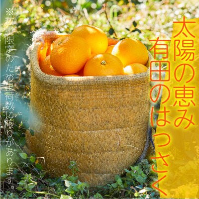 和歌山県有田　じぃじのはっさく4kg