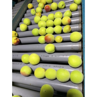 【さとふる限定】南高梅青梅秀品大玉サイズ2L～3L計5キロ