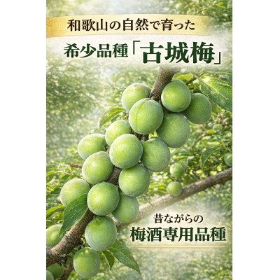 梅酒用古城青梅