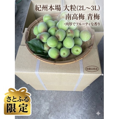 【さとふる限定】紀州本場大粒南高梅　10kg(5kg×2箱)