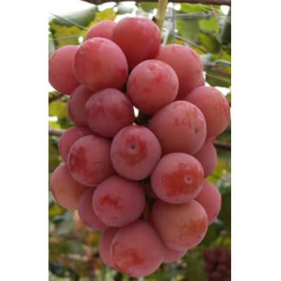 【さとふる限定】大粒ぶどう粒詰合せ　1kg