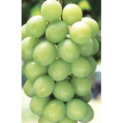 【さとふる限定】大粒ぶどう粒詰合せ　1kg
