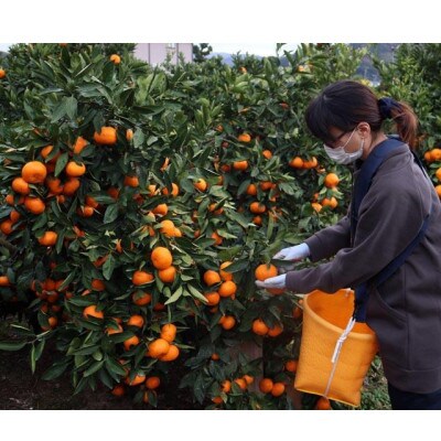 【2025年12月以降順次発送】きれいな温州みかん 寄贈用にお勧め 箱込み約5kg (Mサイズ指定)