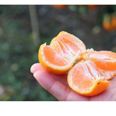 【2025年12月以降順次発送】きれいな温州みかん 寄贈用にお勧め 箱込み約10kg(Sサイズ指定)