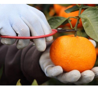 【2025年12月以降順次発送】きれいな温州みかん 寄贈用にお勧め 箱込み約10kg(Sサイズ指定)